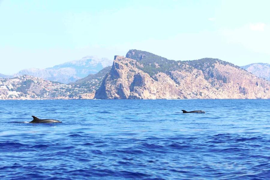 Santa Ponsa: Dolphin Watching Cruise - Value at $41 per person