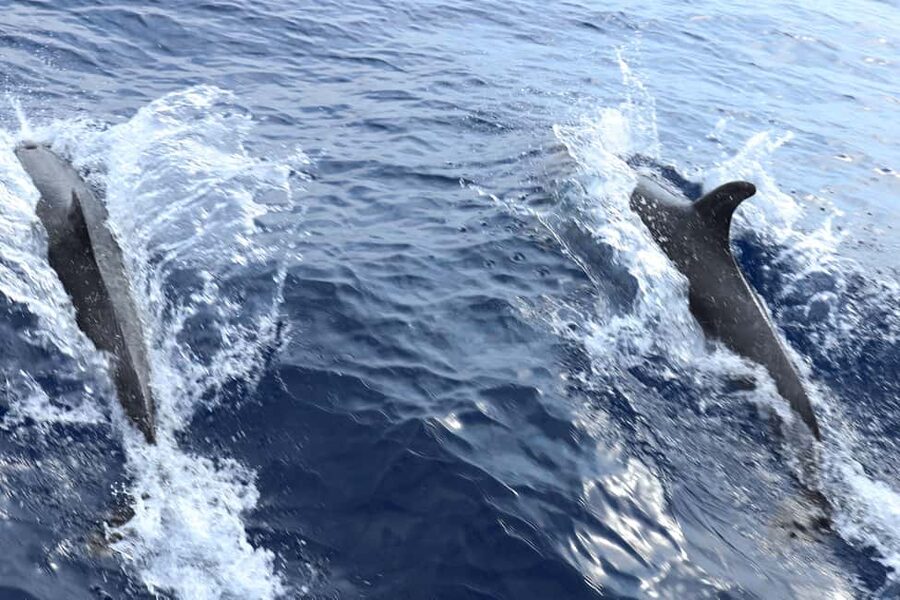 Santa Ponsa: Dolphin Watching Cruise - Who will enjoy this cruise most?