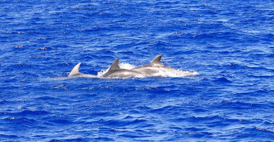 Santa Ponsa: Dolphin Watching Cruise - Searching for dolphins in open water