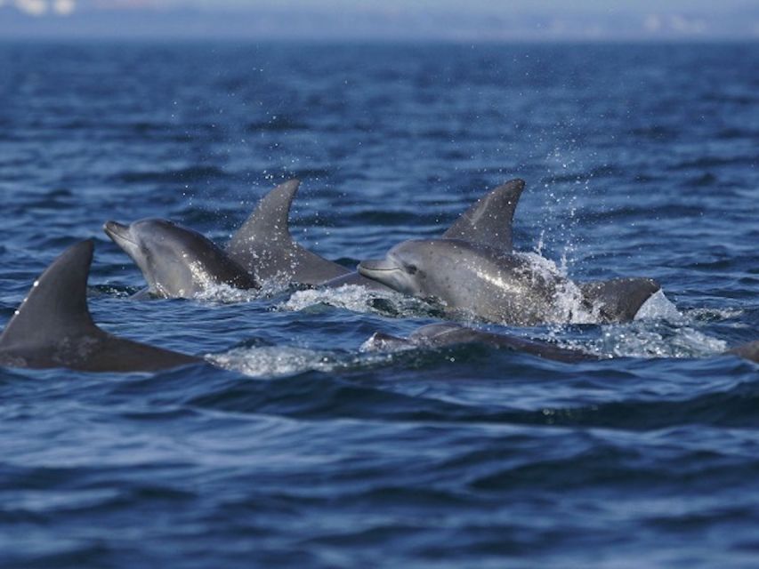 Side: Dolphin Island Boat Tour w/ Lunch & Foam Party - Manavgat Bosphorus, gözleme, and optional extras