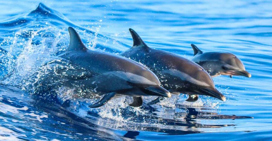 Side: Dolphin Island Boat Trip with Lunch & Unlimited Drinks - Key points to know before you go