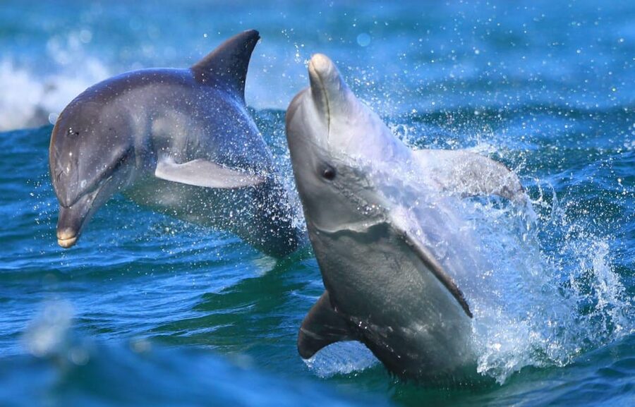 Side: Dolphin Island Boat Trip with Lunch & Unlimited Drinks - The long cruise toward Dolphin Island