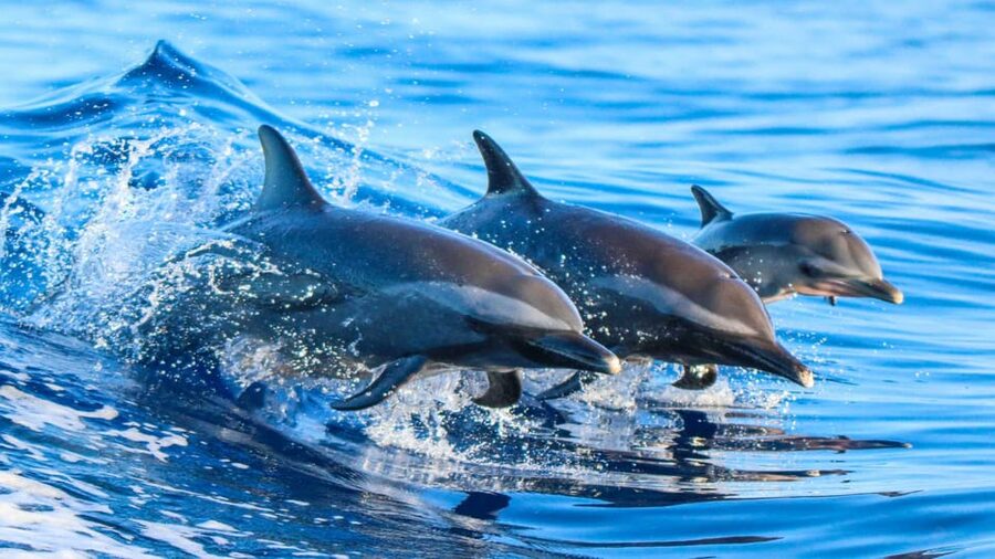 Side: Dolphin Island Boat Trip with Lunch & Unlimited Drinks - Choosing your place on the three-level boat