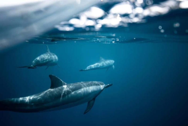 Taormina: Sunset Boat Tour with Dolphin Watching & Aperitif - The sea caves near Grotta delle Sirene