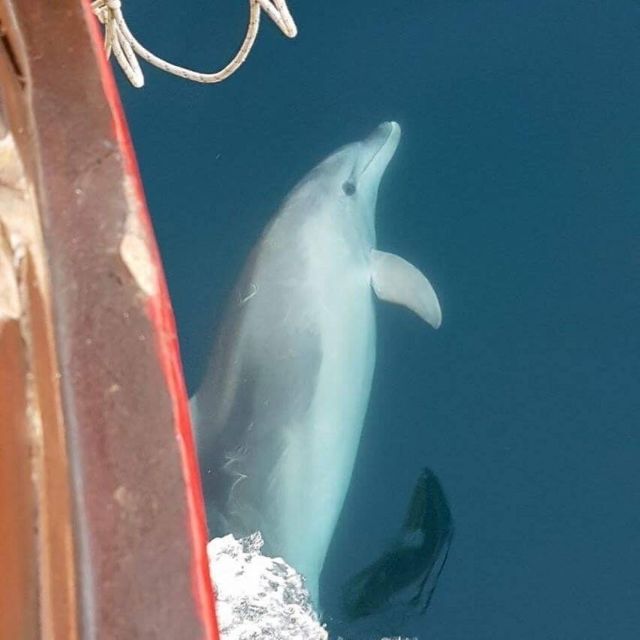 Vrsar: Dolphin Watching Boat Tour including Drinks - Cruising north along the Istrian coast