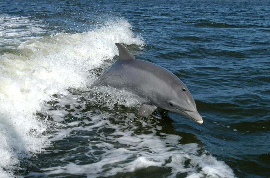 Vrsar: Dolphin Watching Boat Tour including Drinks - Searching for dolphins in their natural habitat
