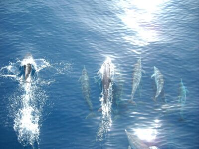 Vrsar: Dolphin Watching Boat Tour including Drinks