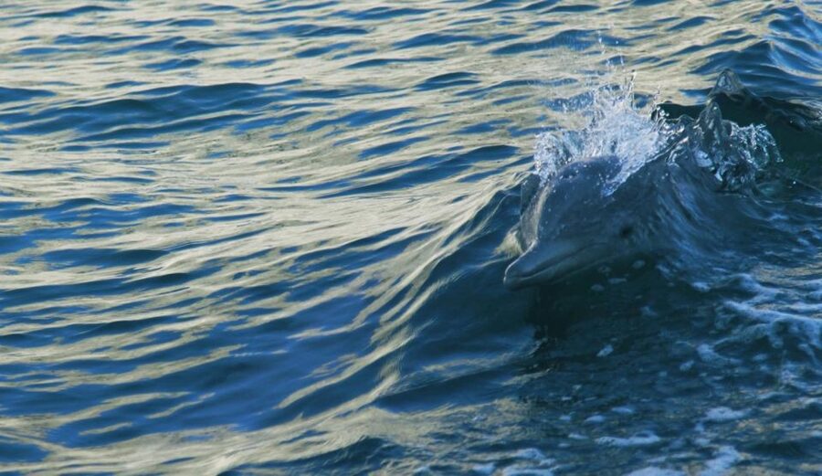 Vrsar: Dolphin Watching Boat Tour including Drinks - Drinks, deck time, and the onboard mood