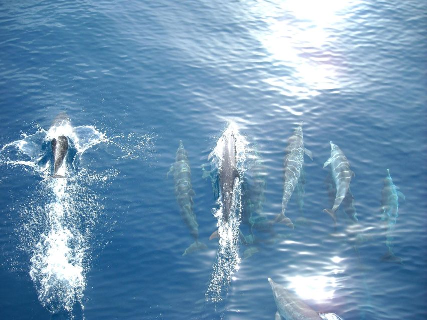 Vrsar: Dolphin Watching Boat Tour including Drinks - What the Crew Adds, and Where It Falls Short
