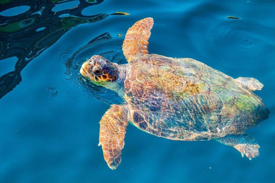Zakynthos: Turtle Island & Keri Caves Glass-Bottom Boat Tour - Key points to know before booking