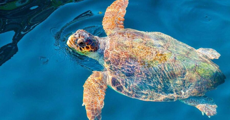 Zakynthos: Turtle Island & Keri Caves Glass-Bottom Boat Tour - Choosing the best departure and transport option