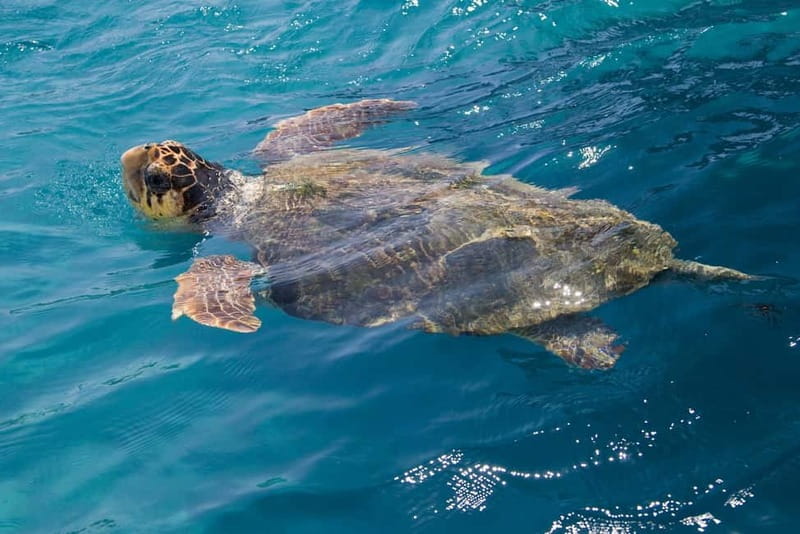 Zakynthos: Turtle Spotting Cruise with Glass-Bottom Boat - What this Zakynthos cruise is really like