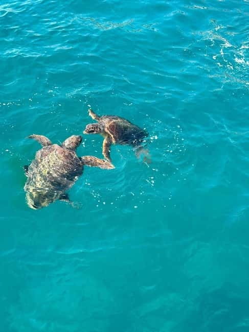 Zakynthos: Turtle Spotting Cruise with Glass-Bottom Boat - Cameo Islet and the short photo stop