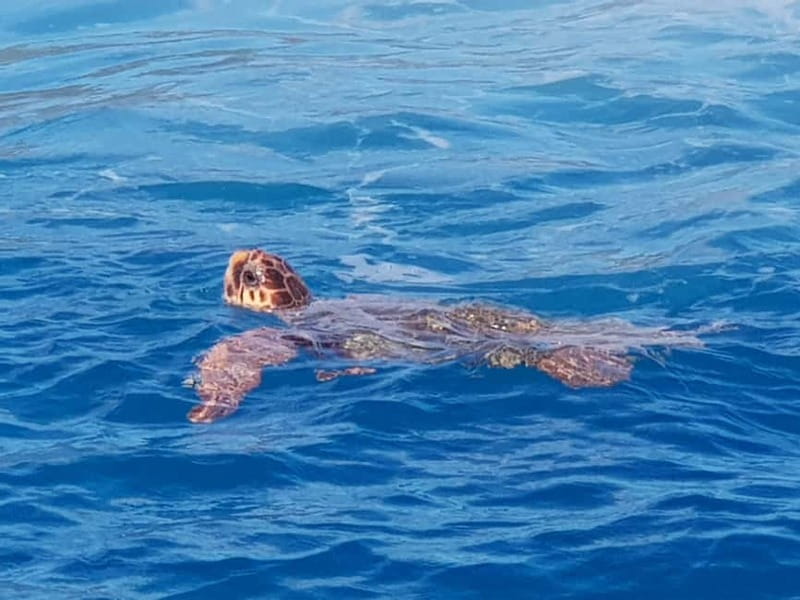 Zakynthos: Turtle Spotting Cruise with Glass-Bottom Boat - Marathonisi, the turtle-shaped island