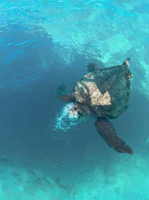 Zakynthos: Turtles, Marathonisi & Keri Caves Speedboat Tour - Searching for loggerhead turtles in the marine park